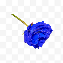 蓝色玫瑰（png免抠）