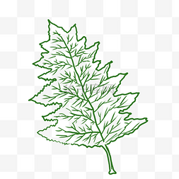 绿色手绘线描的树叶