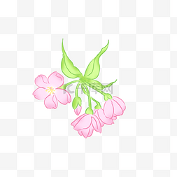 海棠花可爱PNG