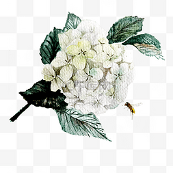 白色唯美婚礼绣球花装饰PNG
