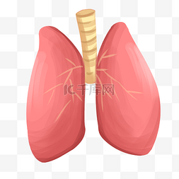 五脏六腑穴位图片_心肝肺脾肾器官插画