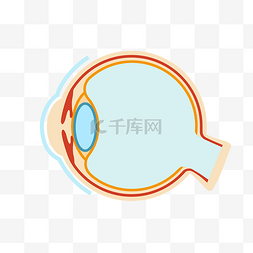 手绘人体器官眼球插画