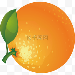 橘子手绘橘子图片_橘子水果矢量