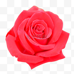 娇艳美丽的玫瑰鲜花