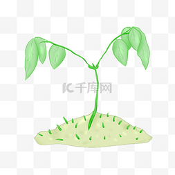 植物图片_植物发芽手绘插画
