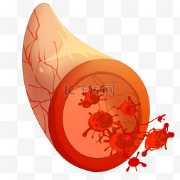 细胞血管图片_ 红色细胞 