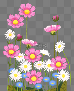 花卉主题之波斯菊插画