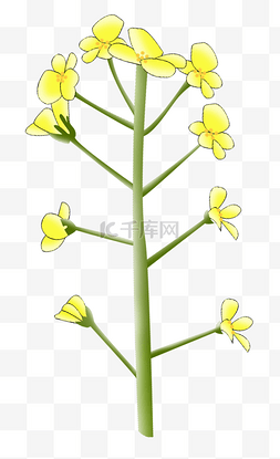 油菜花黄色的小花