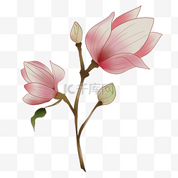 创意清新花卉图片_一枝美丽的粉色花卉