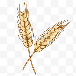 手绘粮食麦穗插画图片_手绘两支交叉的麦穗插画