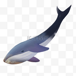 蓝色大鲸鱼卡通手绘png素材