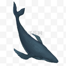 游泳的鲸鱼图片_一只在海里游泳的鲸鱼免抠图