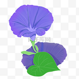 牵牛花卡通图片_紫色牵牛花