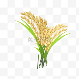 小食品图片_黄色水稻谷穗插图