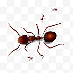 矢量蚂蚁图片_昆虫逼真蚂蚁3D立体矢量图