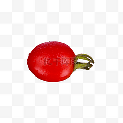 植物番茄图片_小番茄实物（png免抠）