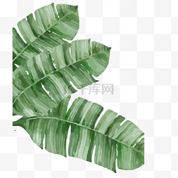 绿色植物纹理图片_绿色植物树叶元素