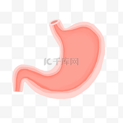 人体肝脏器官图片_人体器官胃部插画