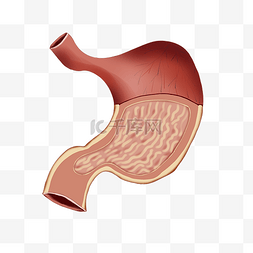  人体胃器官胃
