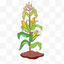 树叶手绘卡通装饰图片_农作物玉米手绘插画
