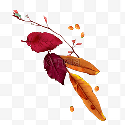 手绘立秋写实红色黄色枫叶