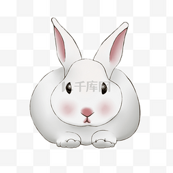 白白可爱的小兔子