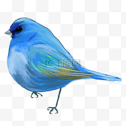 蓝色靓丽羽毛的小鸟