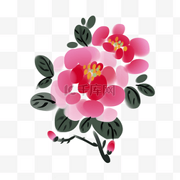 牡丹花粉色图片_粉色牡丹花