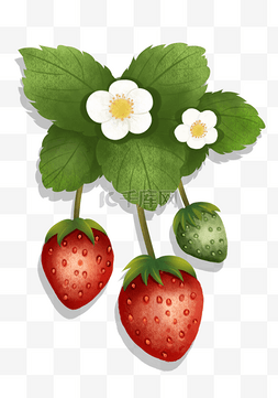 草莓水果海报图片_水果主题之手绘草莓插画