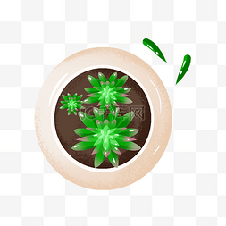 花卉盆栽多肉插画