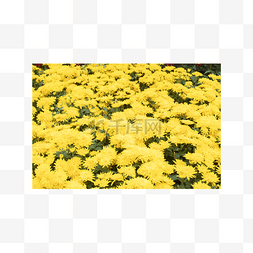 黄色菊花实物拍摄图