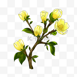 黄色梨花植物