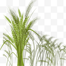 绿色小麦麦穗元素