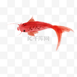 海底动物小鱼图片_水墨红色鲤鱼插画