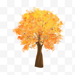 立秋黄叶树木植物节气