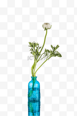 花实物盆栽图片_蓝色花瓶器皿花静物花卉