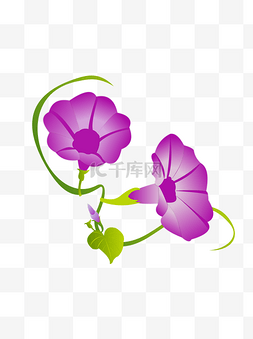 手绘喇叭花之紫红色卡通牵牛花