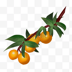 手绘橙子叶子丰收果实