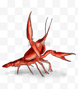 手绘一只红色小龙虾