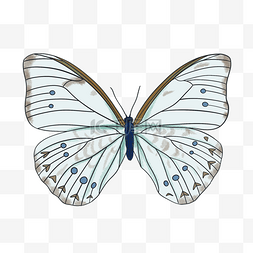 蓝色蝴蝶翅膀图片_白蓝色蝴蝶手绘插画素材