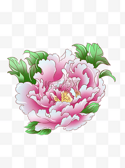 植物粉红色牡丹花