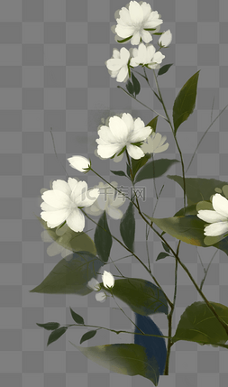 威风纯白花朵装饰插画