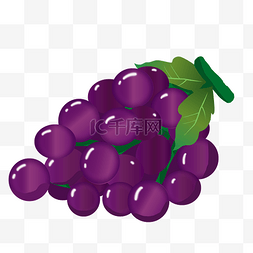 紫色的葡萄图片图片_紫色的葡萄手绘插画