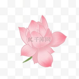 手绘绽放的莲花插画