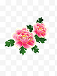 植物粉红色花牡丹花