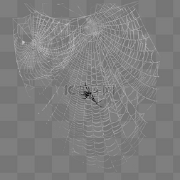 蜘蛛爬动图图片_密集蜘蛛丝效果设计