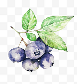 蓝色水果图片_手绘水果蓝莓插画