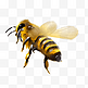 卡通手绘一只蜜蜂免抠图