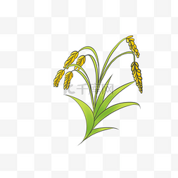 大米植物种子粮食麦穗
