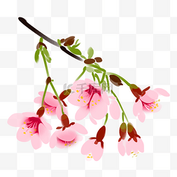 粉色樱桃树枝樱花